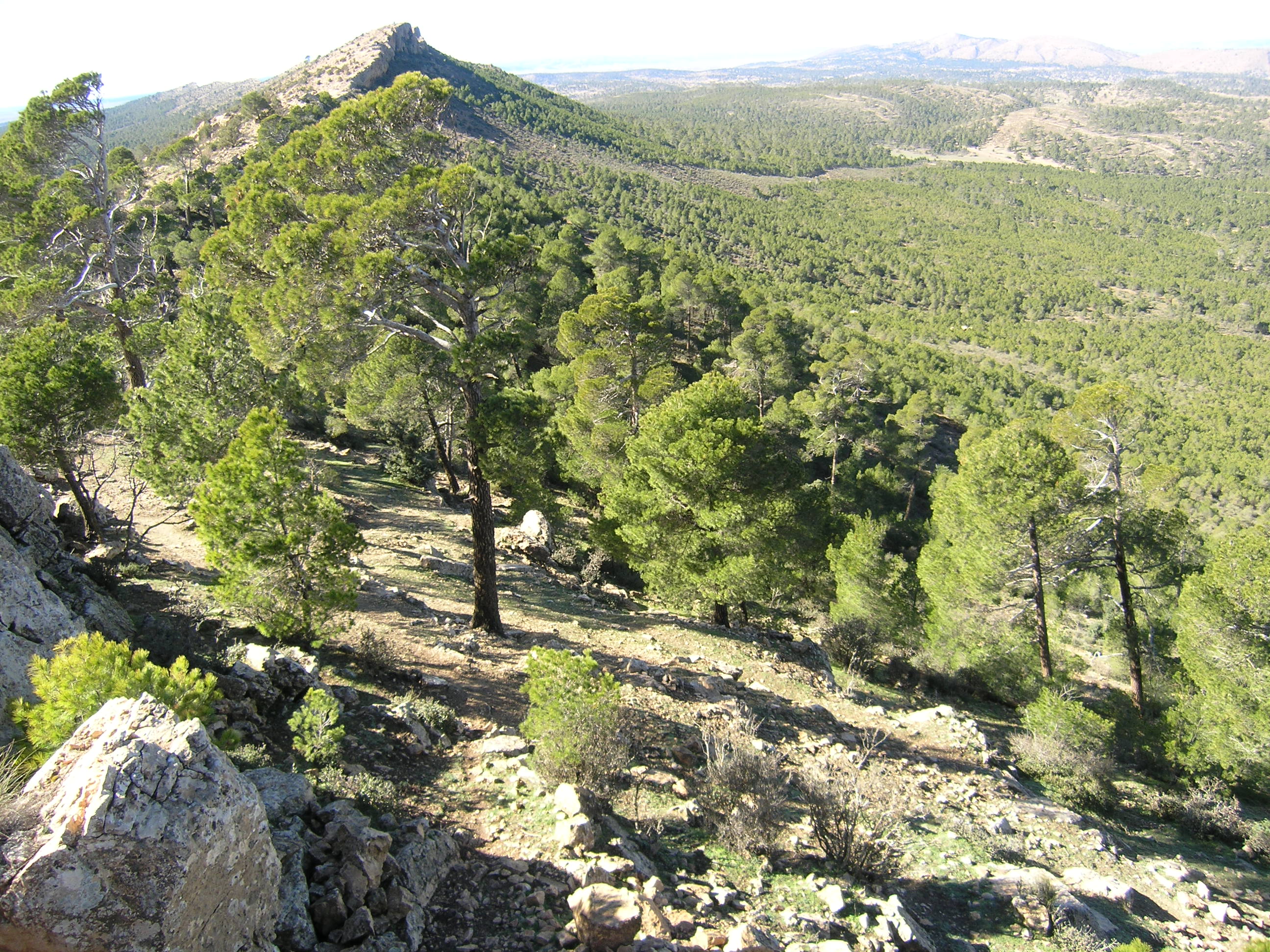 Forêt de Canastel